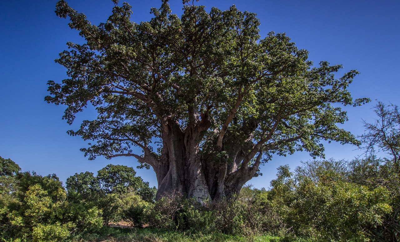 Baobab – dlouhověký obr z Afriky a jeho všestranné využití