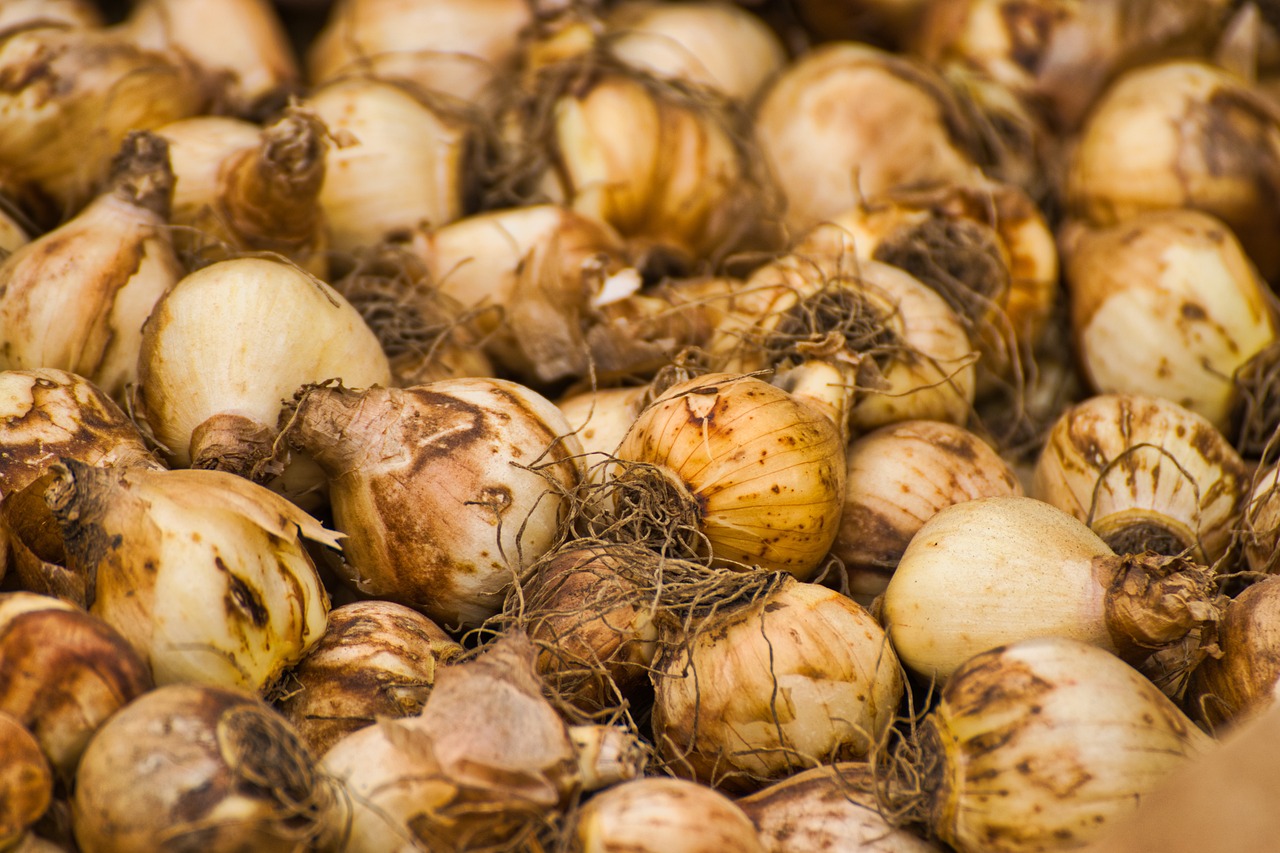 podzimní výsadba cibulovin