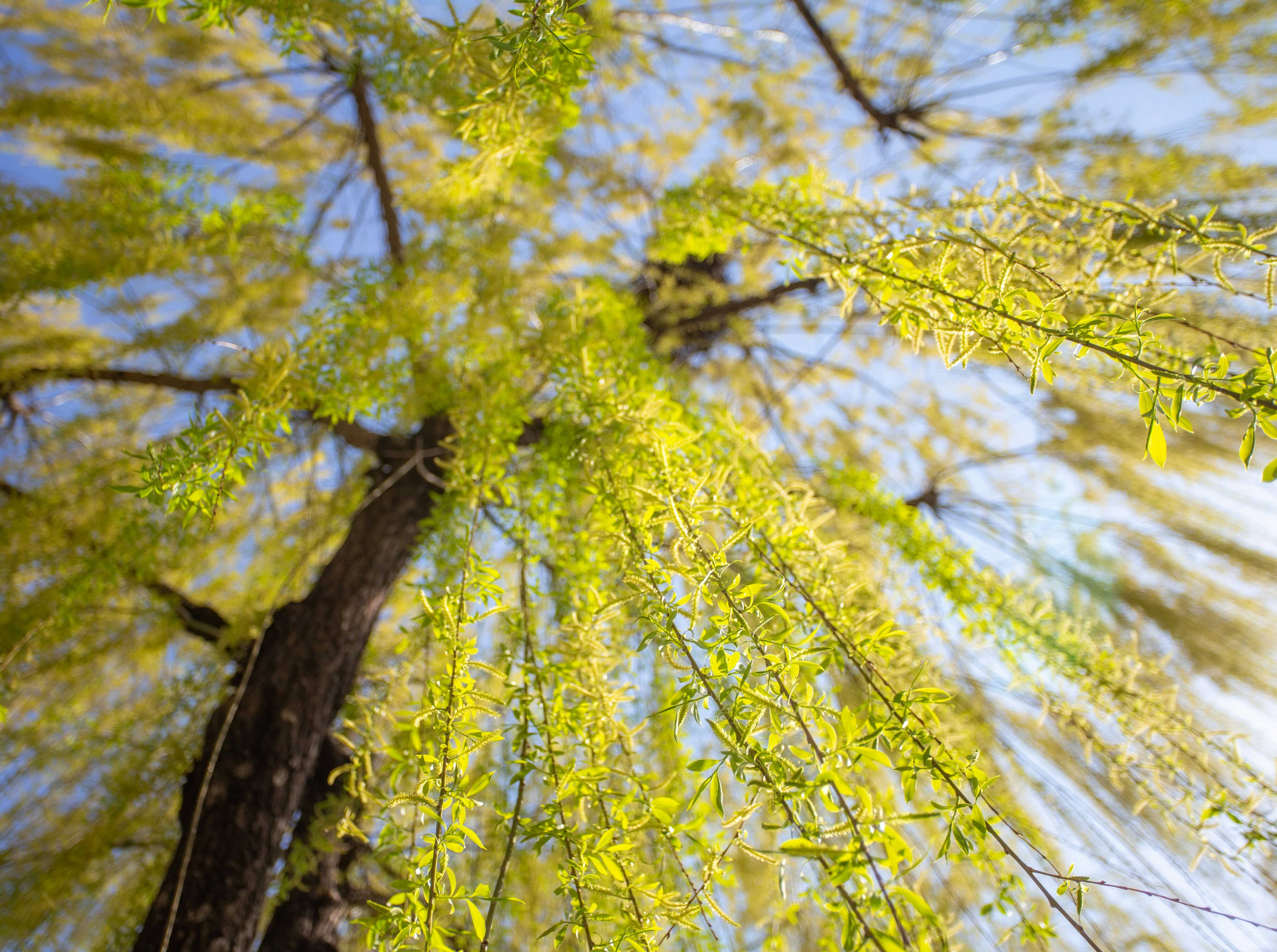 Okrasné vrby: Druhy a pěstování