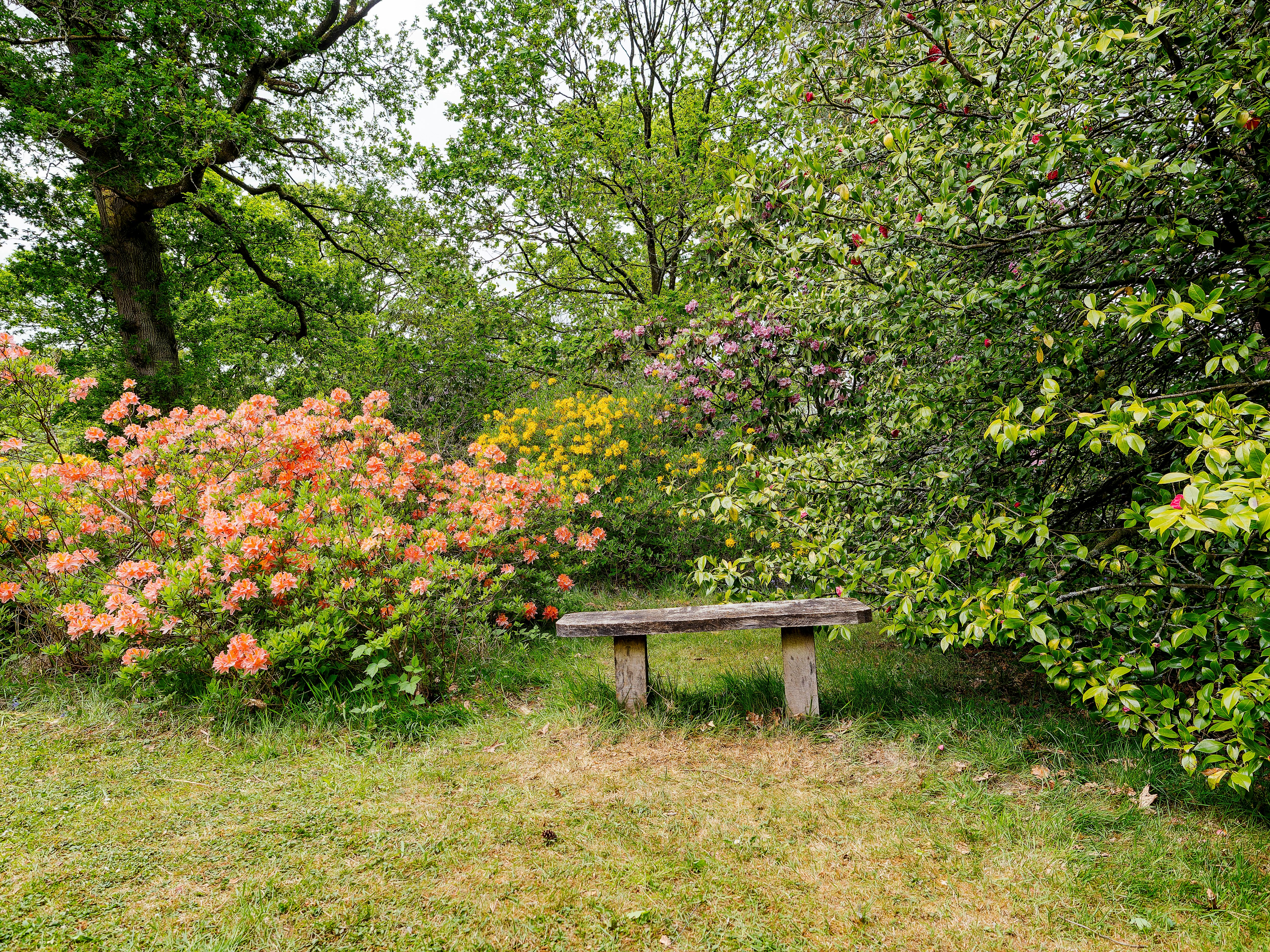 Nejkrásnější keře do každé zahrady